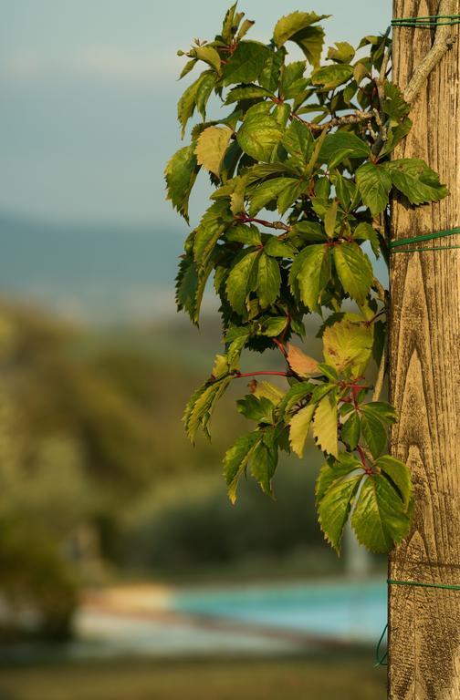 Agriturismo San Nicolo Montecastelli Pisano Exteriér fotografie