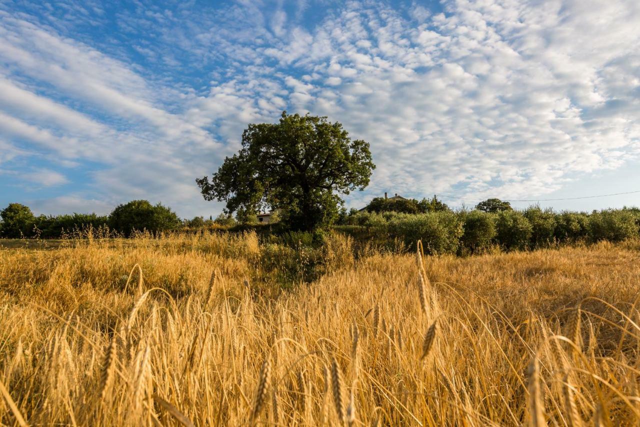 Agriturismo San Nicolo Montecastelli Pisano Exteriér fotografie